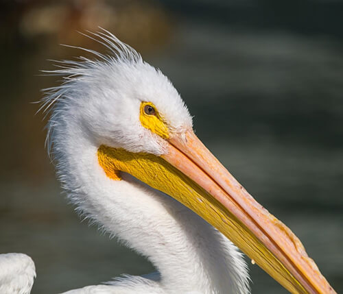 Galveston - A Birder's Paradise